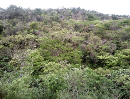 Campo Trinchera